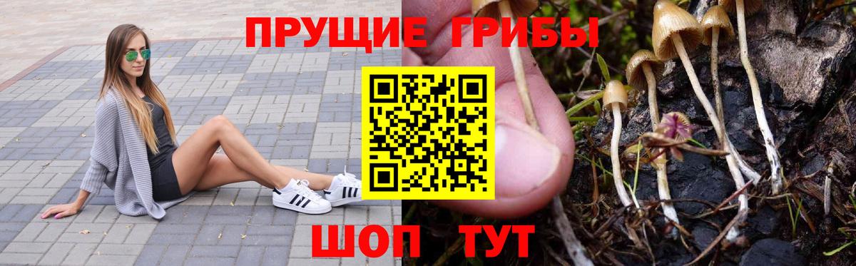 Псилоцибиновые грибы Psilocybine cubensis Рассказово